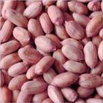 Bold Peanut 50/60